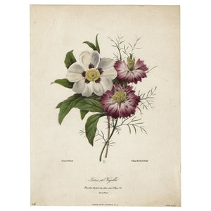 Vintage 1941 Redoute Botanical Print Sistus et Nigella Flowers