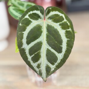 Anthurium Dorayaki X Red Crystal - Etsy