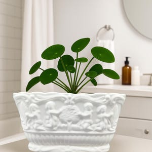 May include: A green Pilea peperomioides plant with round leaves in a white ceramic planter. The planter has a detailed relief design of figures and a scalloped rim. The plant is in a bathroom setting.