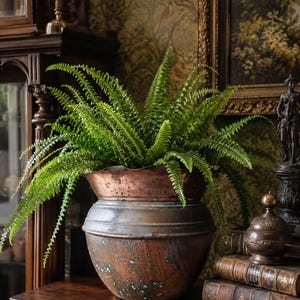 May include: An antique copper planter, filled with bright green ferns. The planter has a two-tone finish, with a lighter copper top and a darker, aged base. The fern fronds spill over the edges, creating a lush display. The planter sits on a dark wooden surface.