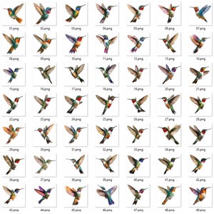 Op de afbeelding: Een verzameling van 49 aquarel illustraties van kolibries in verschillende poses. Elke vogel heeft levendige kleuren, waaronder groen, rood, blauw en oranje, met gedetailleerde vleugel- en veermotieven. De afbeeldingen zijn genummerd.