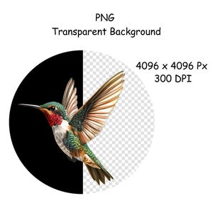 Op de afbeelding: Een digitale illustratie van een kolibrie met een transparante achtergrond. De vogel heeft groene, rode en bruine veren, met zijn vleugels gespreid. De afbeelding is in twee&euml;n verdeeld, met een zwarte achtergrond aan de linkerkant en een transparante achtergrond aan de rechterkant. Tekst luidt "PNG Transparent Background" en "4096 x 4096 Px 300 DPI".