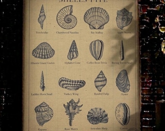 PÓSTER / Arte de pared, Lámina artística con diseño de conchas marinas / Decoración del hogar / Póster (Descarga digital)