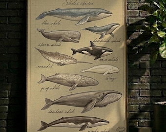Póster / Arte de pared, Decoración de pared, Lámina vintage de patente de especies de ballenas, Arte de pared retro con planos marinos, Regalo para amantes del océano y el mar