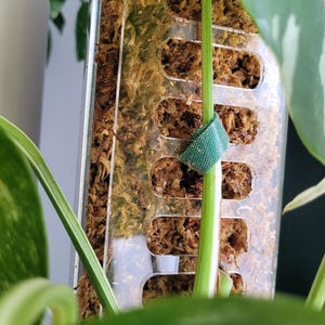 Moss Pole plant suport