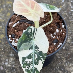 Alocasia Black Velvet Pink
