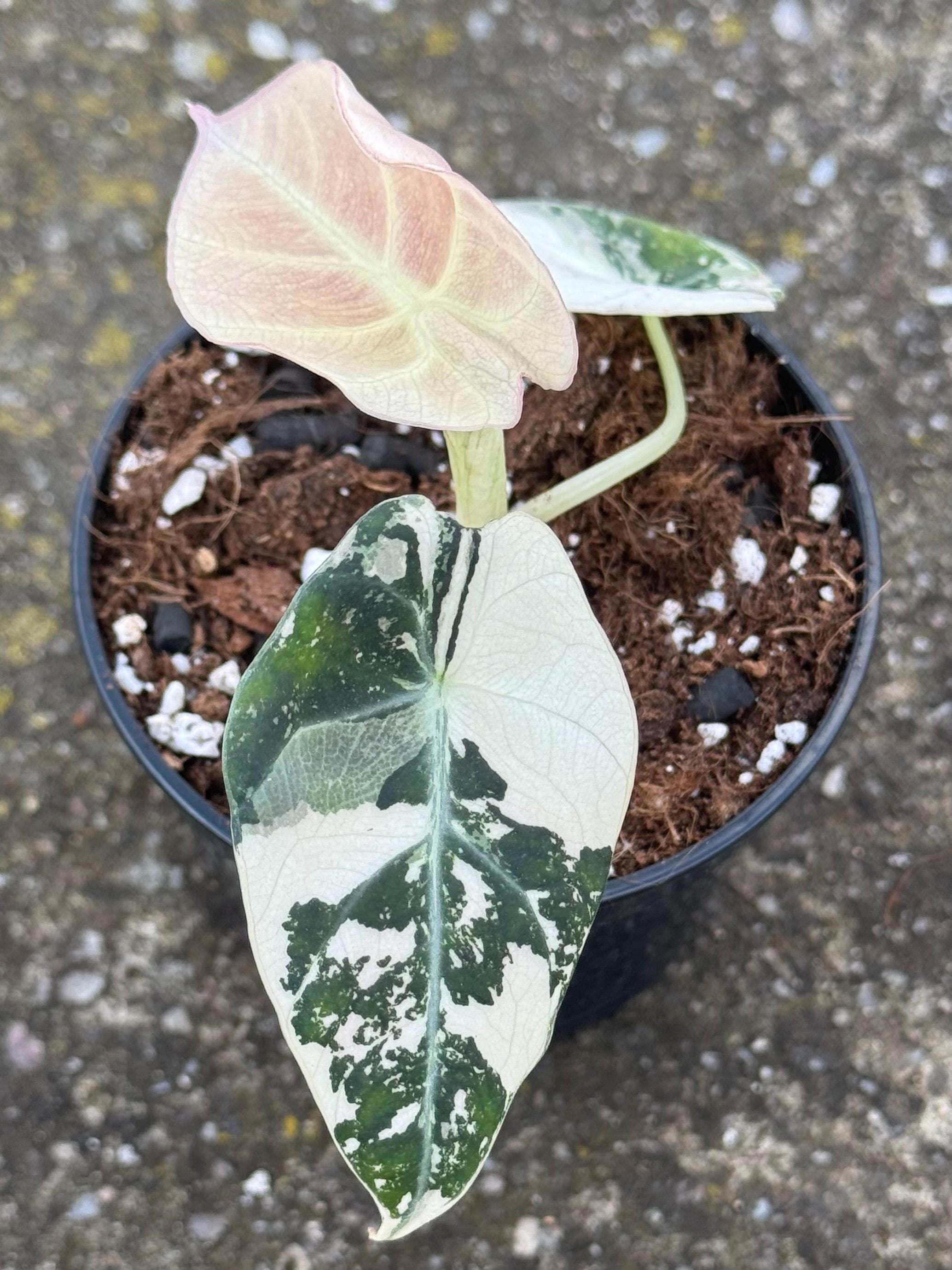 Alocasia cuprea pink - Etsy 日本 Alocasia cuprea pink - Etsy 日本