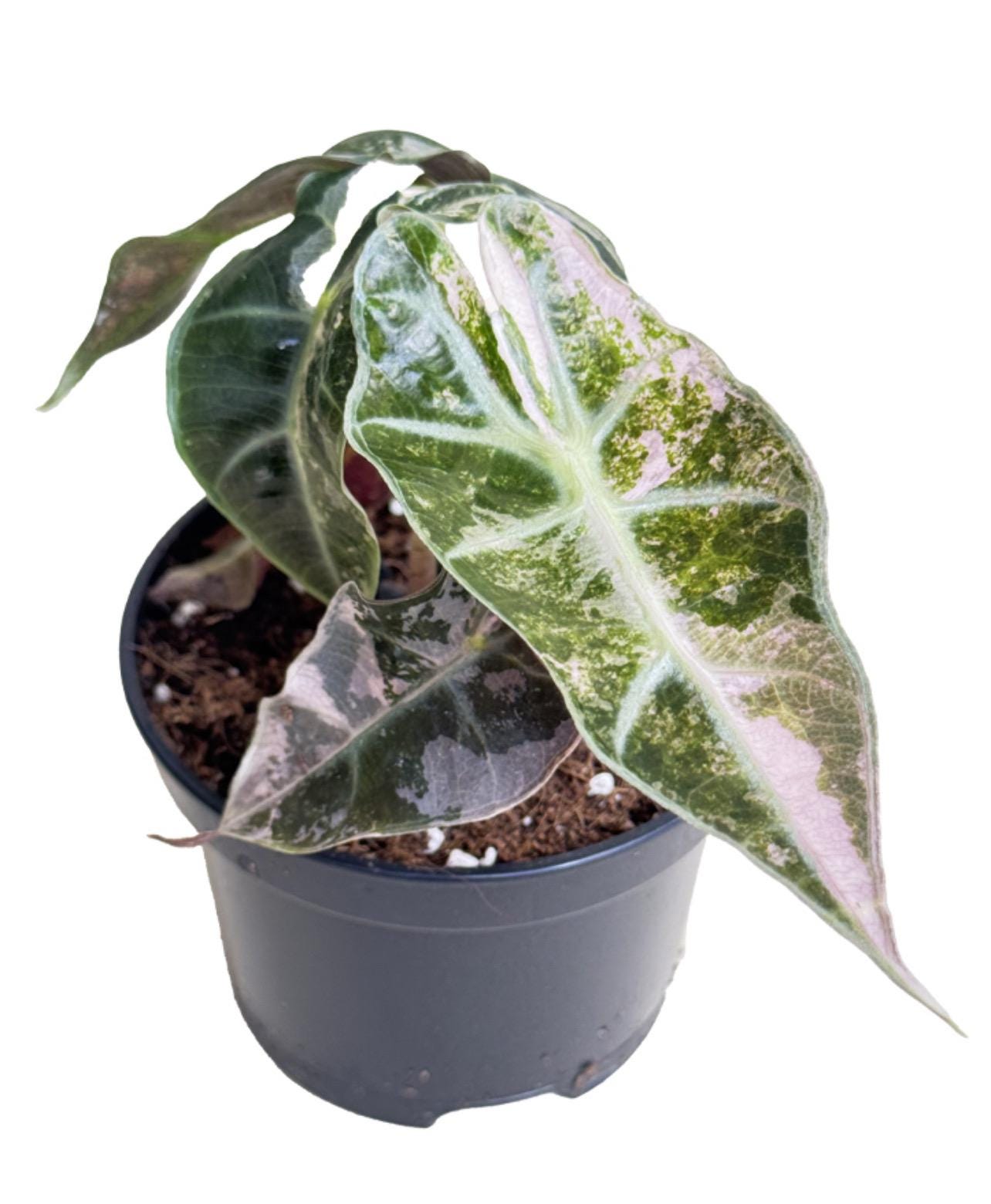 驚きの値段 variegated pink watsoniana Alocasia - 日本 Etsy その他観葉植物