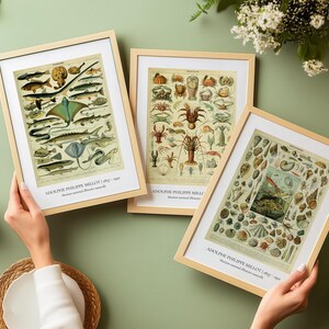 Póster vintage de peces, lámina francesa, arte mural, decoración marina, lámina retro de peces, arte oceánico, decoración de casas de playa, decoración náutica