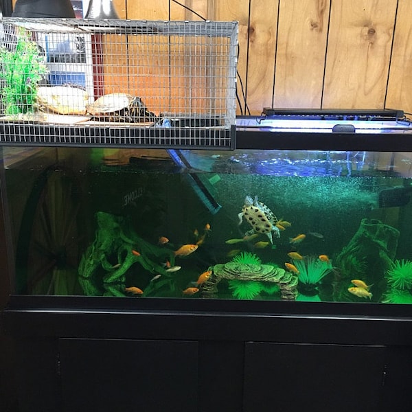 18.5" wide  x 18" long x 10'" tall   Basking Turtle Aquarium Tank Topper Basking Dock Platform RES Red Ear Slider Map Turtle Custom Made