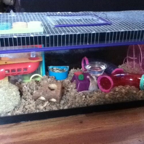 15 to 20 gallon tank