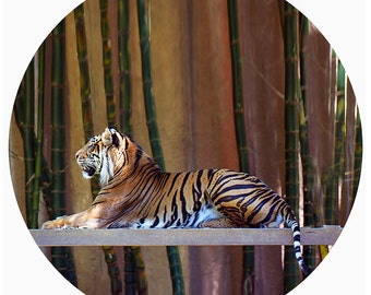 Kids Wall Decor, Modern Home Decor, Decal, Sumatran Tiger Conservation, Bamboo Green, Jungle, Orange, Black, Stripe - The Great Beauty