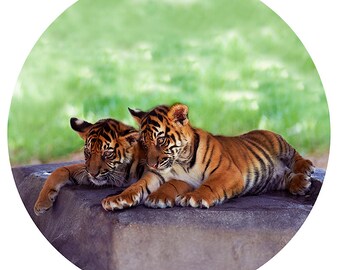 Kids Wall Decor, Tiger Cubs, Decal, Sumatran Tiger Conservation, Nursery Art, Orange, Black, Stripe - Double Trouble
