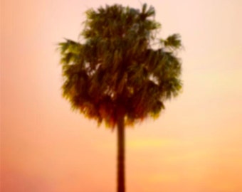 Tree Photography, Palm tree, Sunset, Nature Photograph, Coral, Peach, Olive Green, Yellow, Abstract-Pina Colada