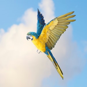 May include: A vibrant blue and gold macaw in flight against a bright blue sky with fluffy white clouds. The bird's wings are spread, showcasing its colorful plumage. The macaw's body is yellow, with blue wings and tail feathers.