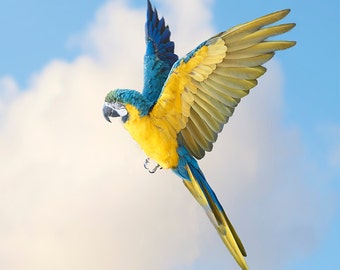 Macaw, Exotic Bird Photography, Nature, Modern Decor, Minimal, Fluoro Yellow, Electric Blue, Turquoise, Sky - Inflight