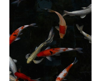 Japanese inspired Photograph, Moody, Nature, Koi, Autumn, Home Decor, Neon Orange, Neutral, Black -Night Moves