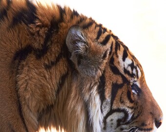 Kids Wall Decor, Home Decor, Decal, Sumatran Tiger Conservation, Nursery Art, Orange, Black, Stripe - Stalk