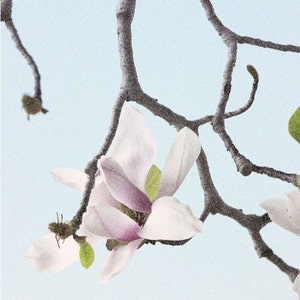 May include: Close-up of a magnolia flower with white petals and a purple center, set against a light blue background. The flower is attached to a dark, textured branch with small green leaves. The image has a soft, artistic quality.