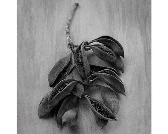 Modern Decor Photograph, Abstract, Botanical, Sepia, Black and White, Natural-Tone On Tone