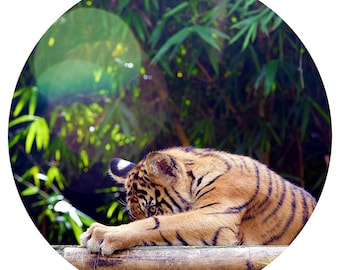 Kids Wall Decor, Tiger Cub, Decal, Sumatran Tiger Conservation, Nursery Art, Orange, Black, Stripe - Peekaboo!