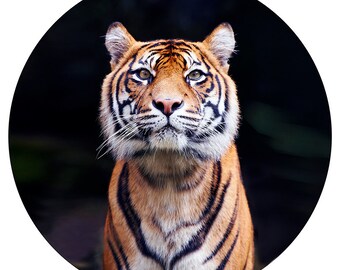 Kids Decor, Modern Wall Decor, Minimal, Symmetry, Decal, Sumatran Tiger Conservation, Orange, Black, Stripe - Gaze