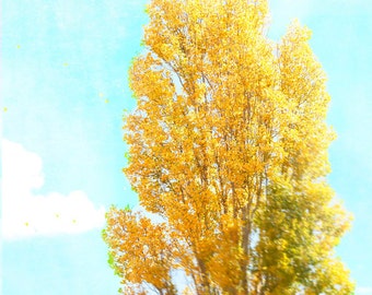 Tree Photograph, Poplar, Yellow Gold, Cyan, Autumn, Sky, Absinthe Green - Golden Zepher