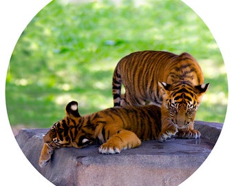 Kids Wall Decor, Tiger Cubs, Decal, Sumatran Tiger Conservation, Nursery Art, Orange, Black, Stripe - Double Trouble