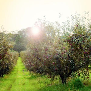 Puede incluir: Un huerto de manzanos con hileras de árboles cargados de manzanas rojas. Los árboles están rodeados de hierba verde, con un camino que conduce por el centro. El sol brilla intensamente en el fondo.