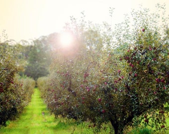 Tree Photography, Nature Photograph, Apple Orchard - Under the Apple tree