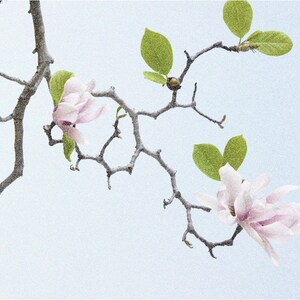 May include: A close-up of a magnolia branch with pale pink flowers and green leaves against a light blue background. The branches are bare and textured, with a few buds visible. The flowers are in full bloom, showcasing delicate petals.