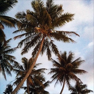 May include: Low-angle shot of several tall palm trees with long, green fronds against a blue and white sky. The brown trunks of the trees are visible, and the image has a slightly grainy texture.