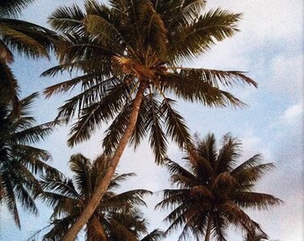 Modern Decor Photograph, Tropical, Palm Tree, For Her, Coral Island, Evening Sky-Tradewinds