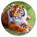 see more listings in the Tiger Conservation section