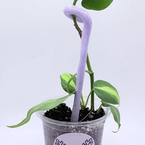 Puede incluir: Una planta en maceta con hojas verdes y amarillas, sostenida por una estaca de color púrpura claro. La planta está en una maceta de plástico transparente con una etiqueta que dice "The Delicious Monster".