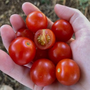 Peut inclure: Gros plan sur une main tenant plusieurs tomates cerises rouges mûres. L'une d'elles est coupée en deux, révélant l'intérieur juteux. Les tomates sont lisses et rondes, d'un rouge vif, suggérant fraîcheur et saveur.