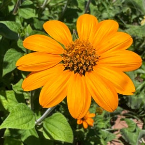 Mexican Sunflower seeds (Tithonia)