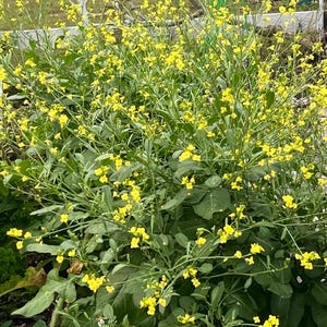Choy Sum - (mostaza de campo, col china en flor)