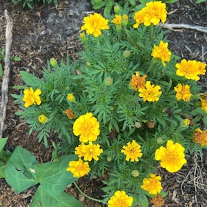 Marigolds - Mixed for Garden Health