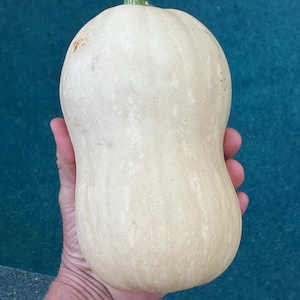 Improved butternut  - (C. moschata)