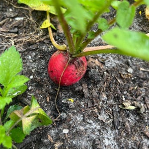 Microgreen starter - (R) Radish China Rose