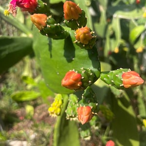 May include: Close-up of a cactus plant with multiple red and orange buds. The buds are clustered together on the stem of the cactus.