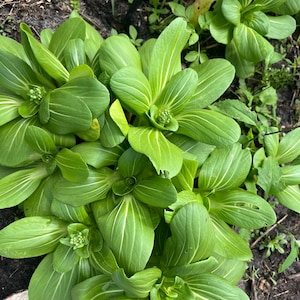 Baby bok choy, pak choi seeds (R)