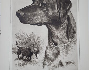 Estampa vintage de um Labrador Preto