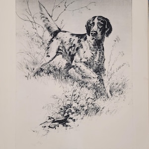 Vintage print of an English Setter dog