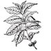 Owner of <a href='https://www.etsy.com/shop/AproposRoasters?ref=l2-about-shopname&from_page=listing' class='wt-text-link'>AproposRoasters</a>