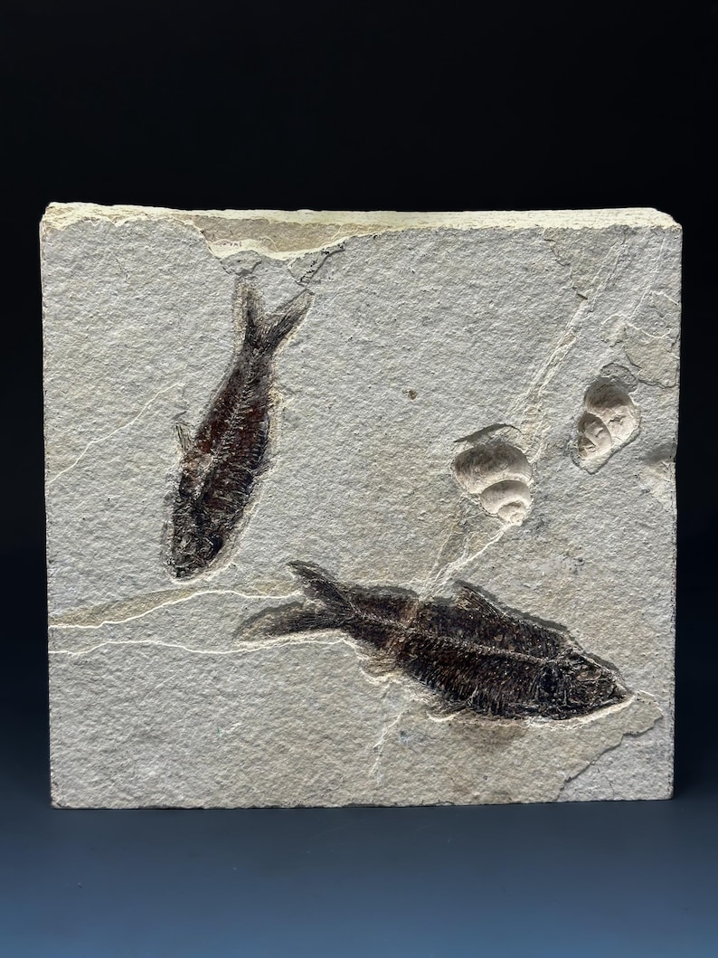 Rectangular Shell Fossil Prehistoric Limestone Fossil Plate With Fish and Snails - Etsy
