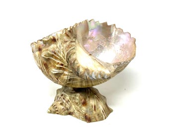 Könnte beinhalten: Eine dekorative Muschelschüssel mit schimmerndem Inneren, montiert auf einem natürlichen Muschelsockel.