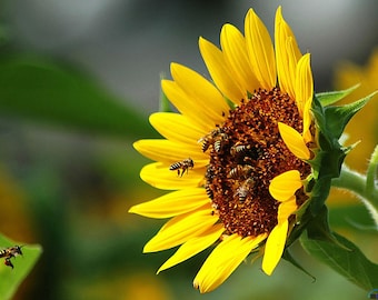 Diamond Painting Full Round Kit. Sunflower