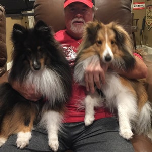 May include: A man wearing a red shirt and a red baseball cap with "World Series Poker" printed on it is sitting in a brown leather chair. He is holding two Shetland Sheepdogs, one black and white and one brown and white.